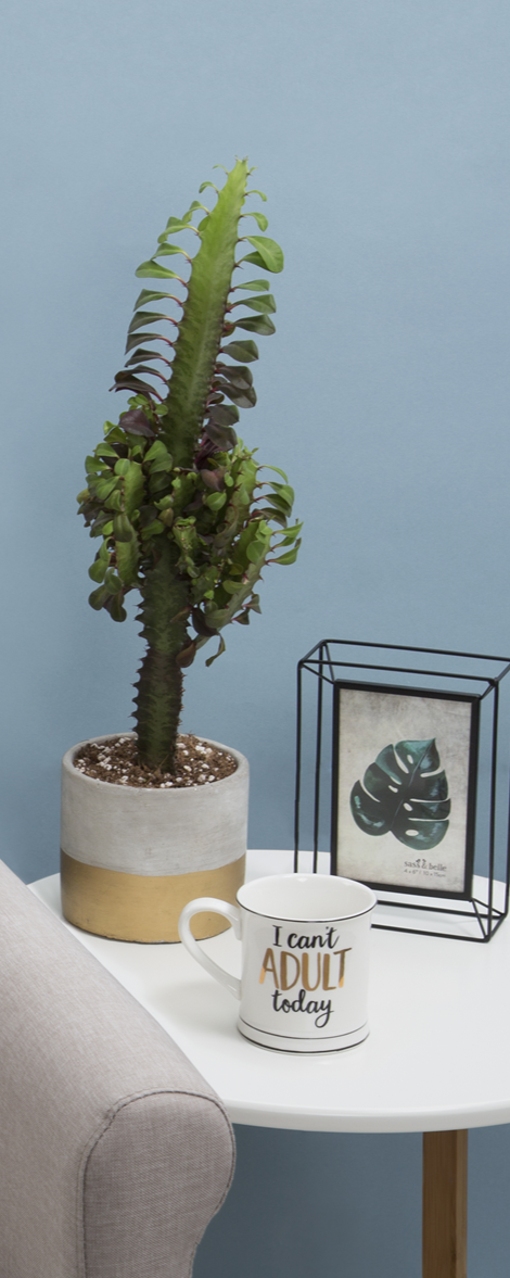 Gold Dipped Cement Planter